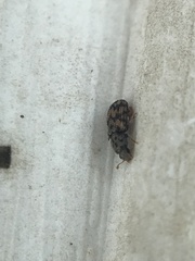 Synchita parvula