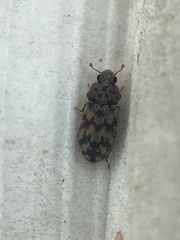 Synchita parvula