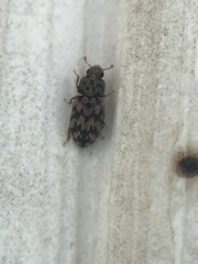 Synchita parvula