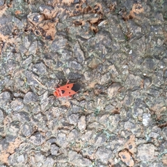 Physopelta slanbuschii