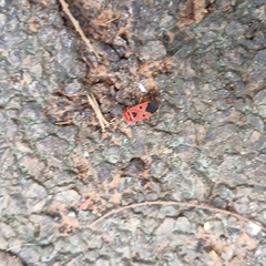 Physopelta slanbuschii