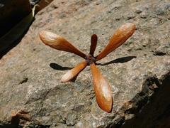 Ancistrocladus tectorius