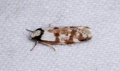 Palimmeces variegata