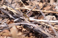 Pseudonomoneura hirta