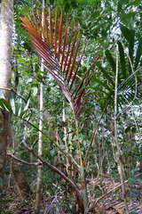 Chambeyronia divaricata