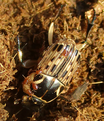 Oniticellus formosus
