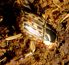 Oniticellus formosus