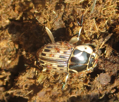 Oniticellus formosus