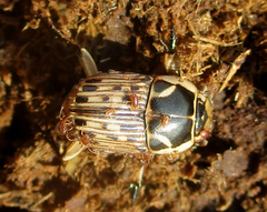 Oniticellus formosus