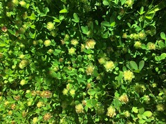 Trifolium cyathiferum