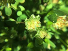 Trifolium cyathiferum