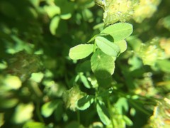 Trifolium cyathiferum