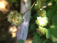 Trifolium cyathiferum
