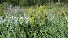 Artemisia suksdorfii