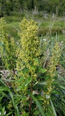 Artemisia suksdorfii