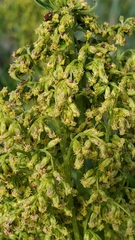 Artemisia suksdorfii