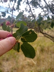 Amelanchier alnifolia