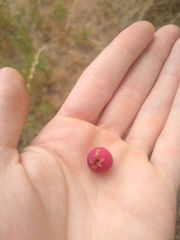 Amelanchier alnifolia