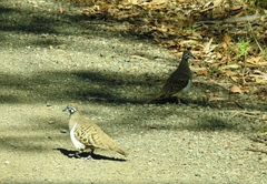 Geophaps scripta scripta