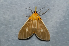 Asota producta