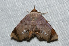 Mecodina albodentata