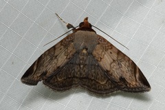 Mecodina lanceola