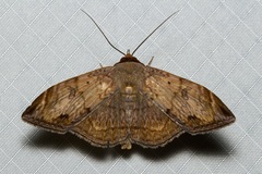 Mecodina lanceola
