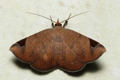 Mecodina praecipua