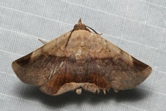 Psimada quadripennis