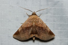 Psimada quadripennis