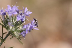 Acmaeoderini