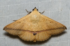 Armana nigraericta