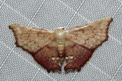 Enispa eosarialis