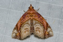 Eugnathia pulcherrima