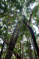 Chambeyronia divaricata