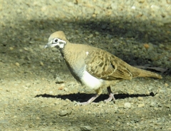 Geophaps scripta scripta