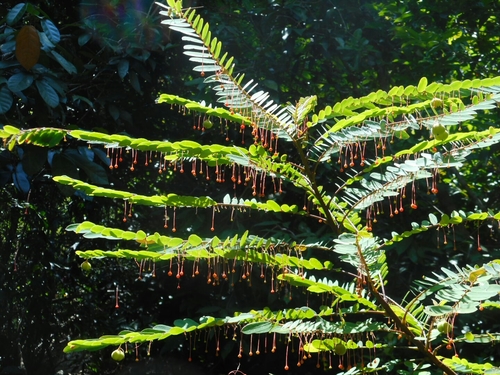 Phyllanthus myrtifolius