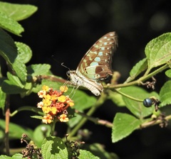 Graphium macfarlanei