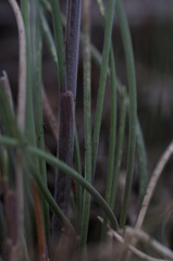 Poa mollis