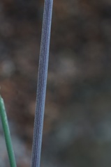 Poa mollis