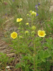 Drymocallis pseudorupestris