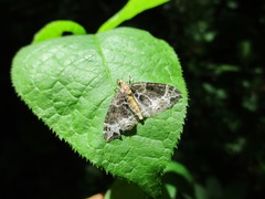 Ecliptopera capitata