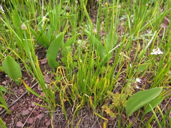 Allium geyeri tenerum