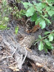 Plestiodon brevirostris