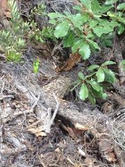 Plestiodon brevirostris