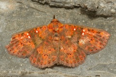 Sarobides inconclusa