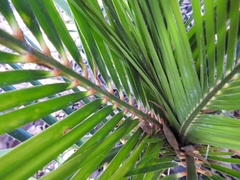 Macrozamia macleayi