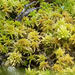 Sphagnum subtile - Photo (c) Janet Wright, some rights reserved (CC BY-NC), uploaded by Janet Wright