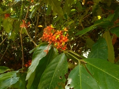 Saraca