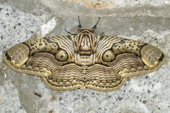Brahmaea hearseyi